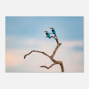Woodlands Kingfishers