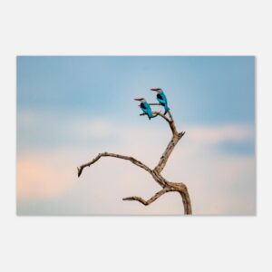 Woodlands Kingfishers