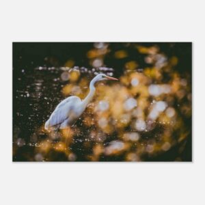 great egret