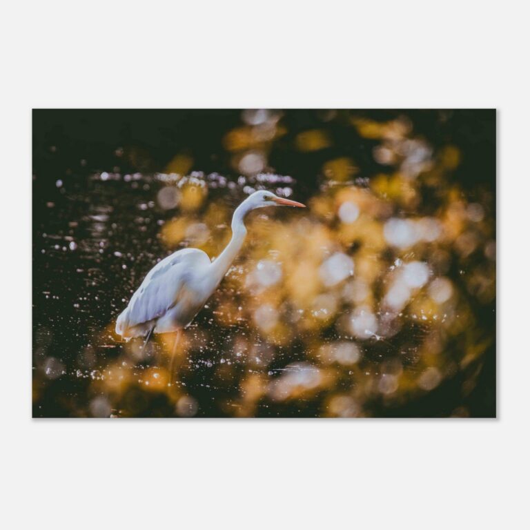 great egret